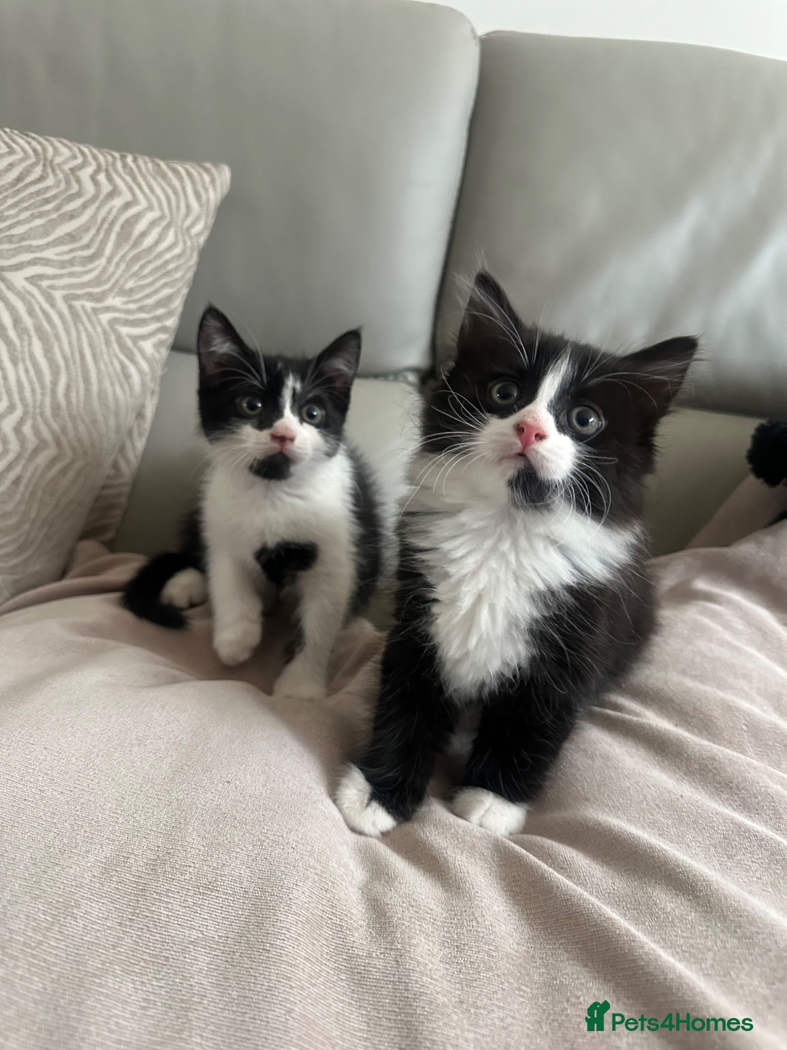 Domestic Shorthair cats Beautiful Long-Haired Tuxedo Kitten  - Advert 4