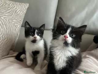 Domestic Shorthair cats Beautiful Long-Haired Tuxedo Kitten - Advert 4