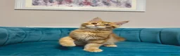 Maine Coon cats for sale: TICA Pedigree Registered Maine Coon Kittens - Advert 36