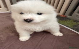 Samoyed dogs for sale: Samoyed Puppies — Ready to Reserve Now! - Image 38
