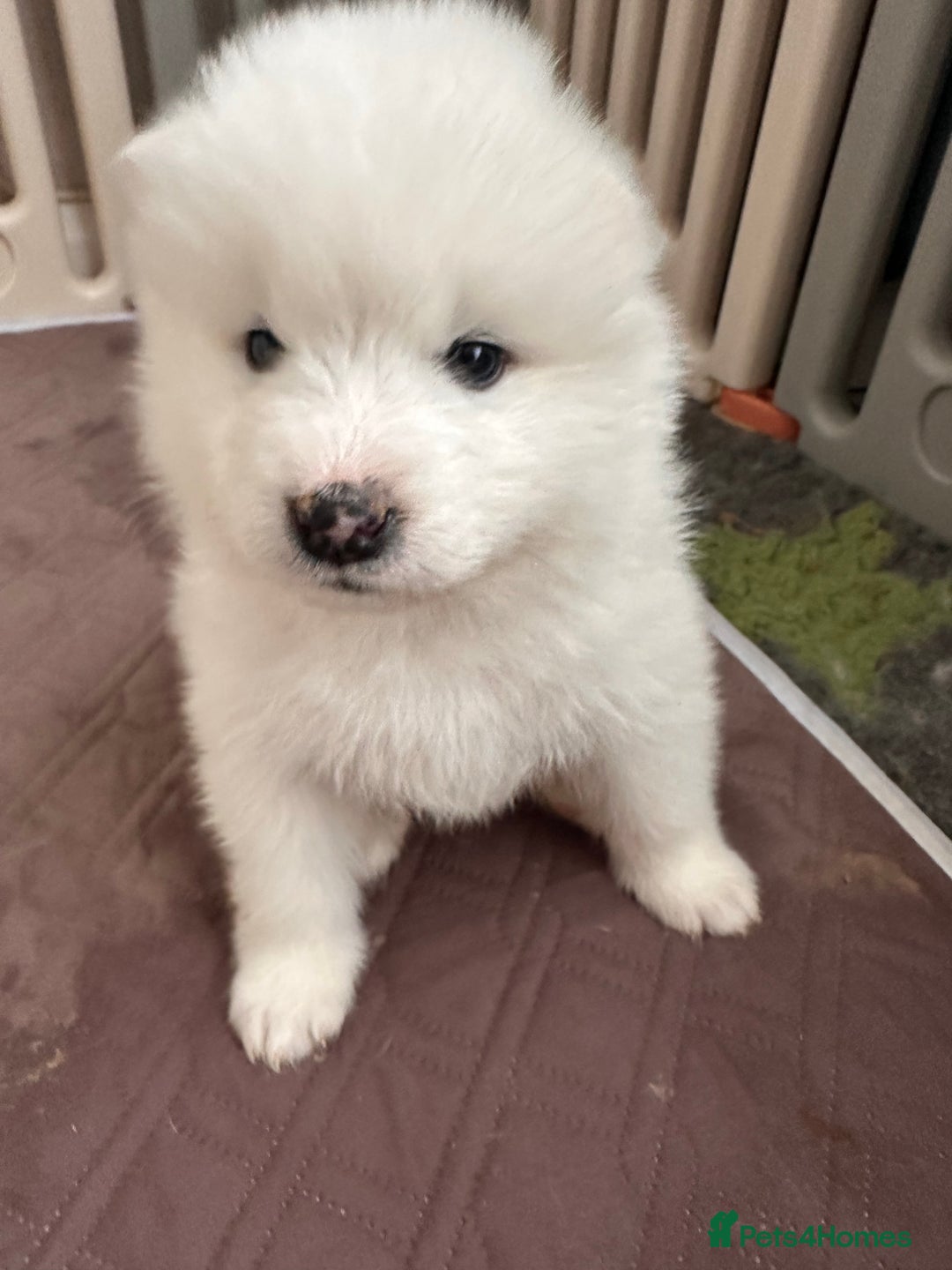 Samoyed dogs for sale: Samoyed Puppies — Ready to Reserve Now! - Image 38