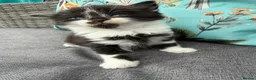 Mixed Breed cats for sale: Beautiful coloured kittens for sale  - Advert 11