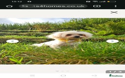 Maltipoo dogs for sale: Stunning Malshipoo pups for sale - Image 8