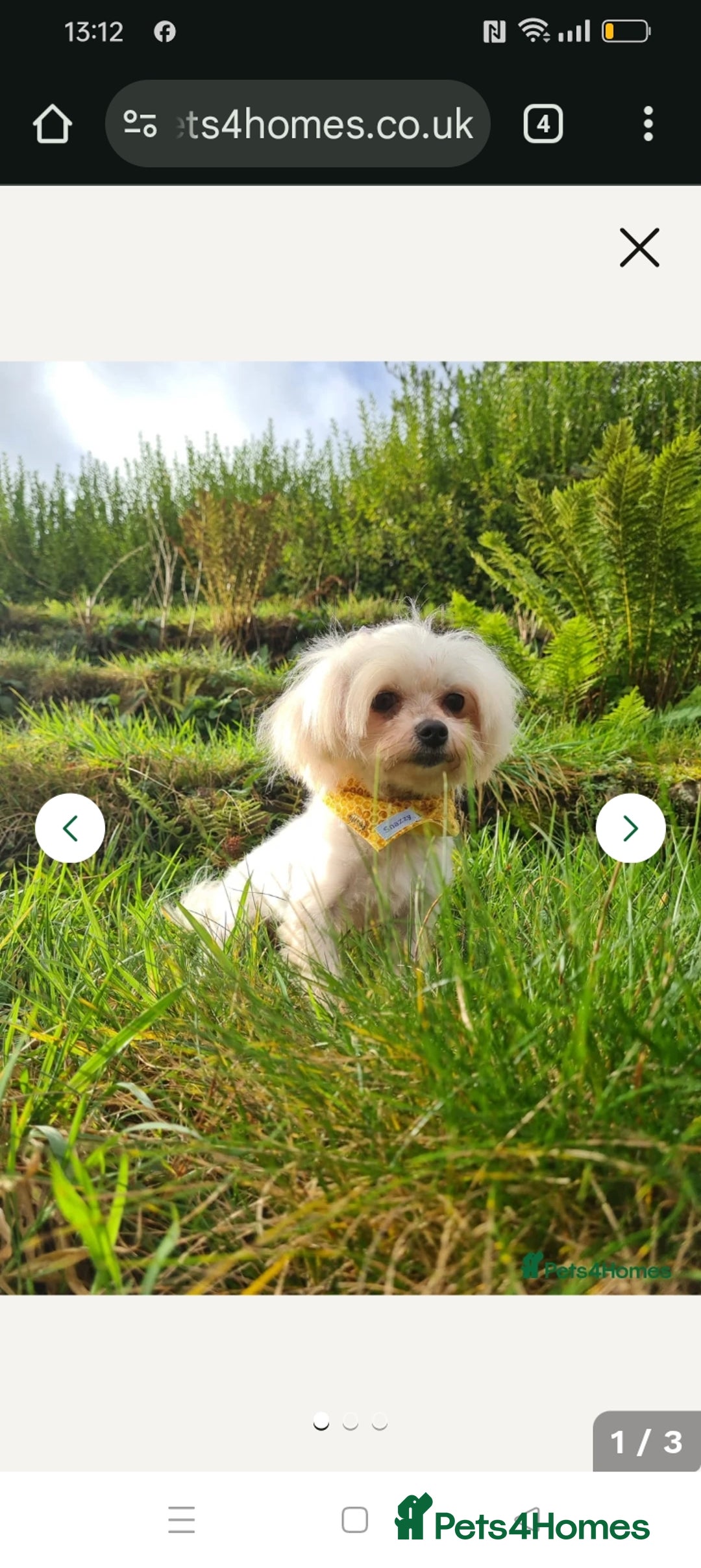 Maltipoo dogs for sale: Stunning Malshipoo pups for sale - Image 8