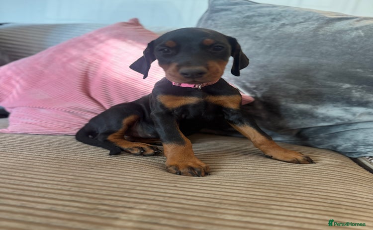 Dobermann dogs - Advert 4
