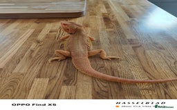 Bearded Dragon reptiles for sale: Male bearded dragon and full set up - Image 4