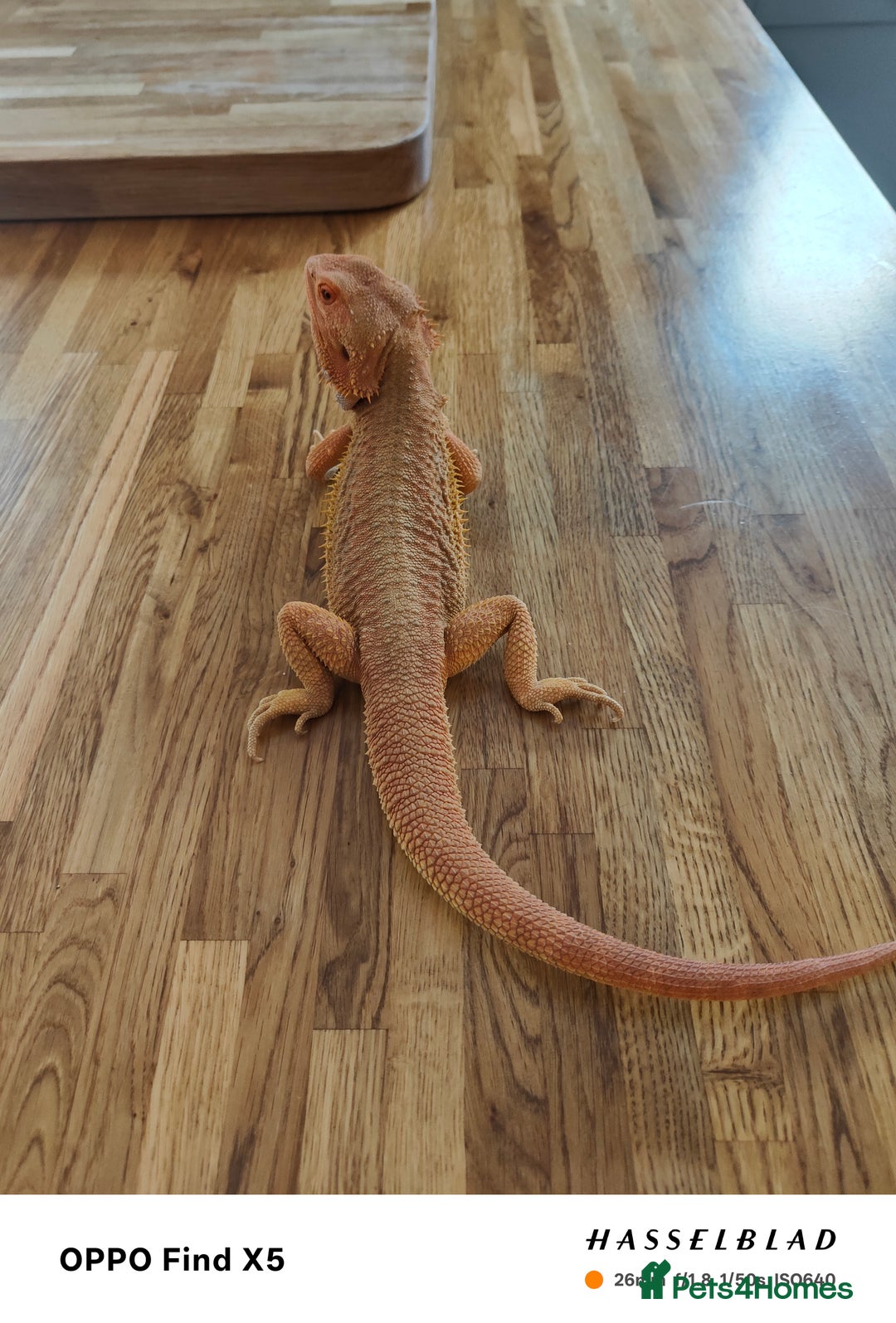 Bearded Dragon reptiles for sale: Male bearded dragon and full set up - Image 4