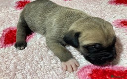 Mixed Breed dogs for sale: Presa Canario x Boerboel Puppies in Bromley - Image 17