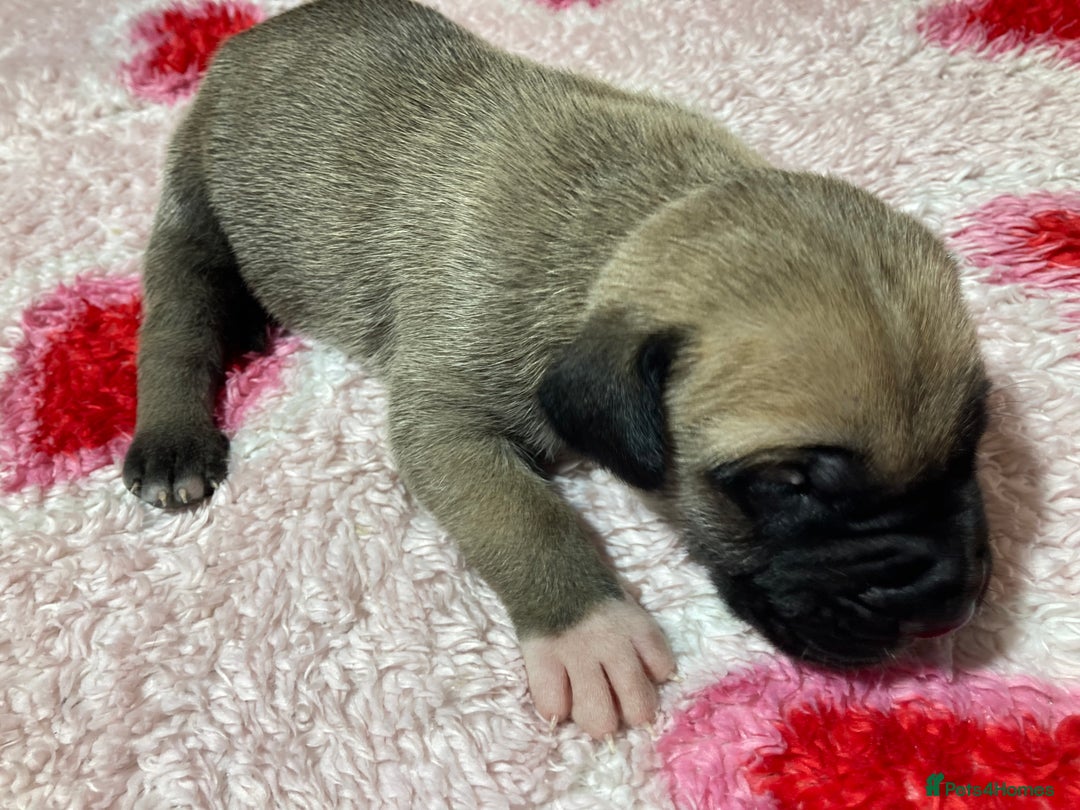 Mixed Breed dogs for sale: Presa Canario x Boerboel Puppies in Bromley - Image 17