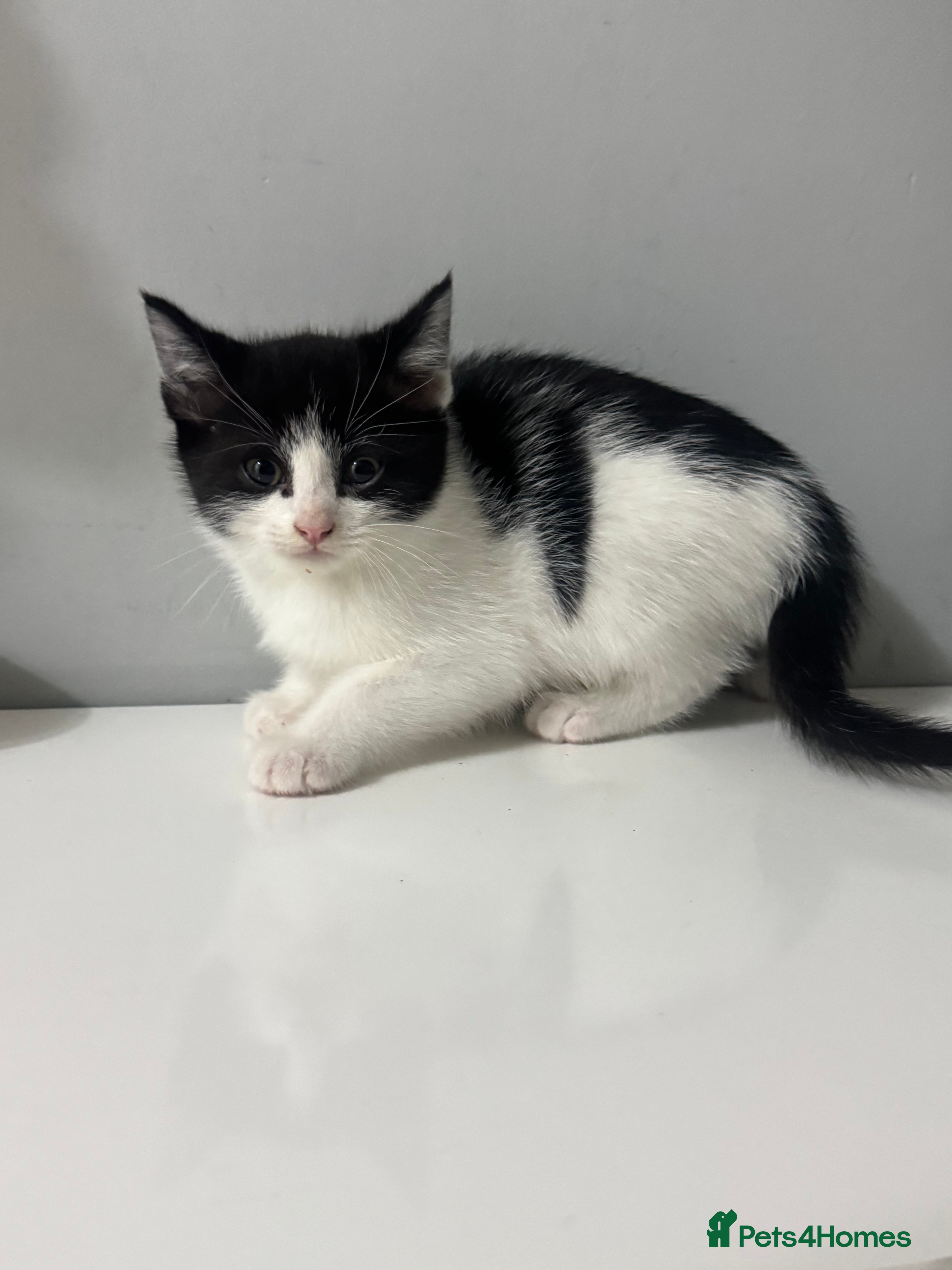 Mixed Breed cats Beautiful Male Kitten - Friendly & Playful - Advert 18