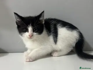 Mixed Breed cats Beautiful Male Kitten - Friendly & Playful - Advert 18