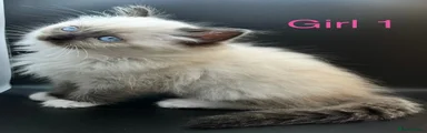 Ragdoll 1
