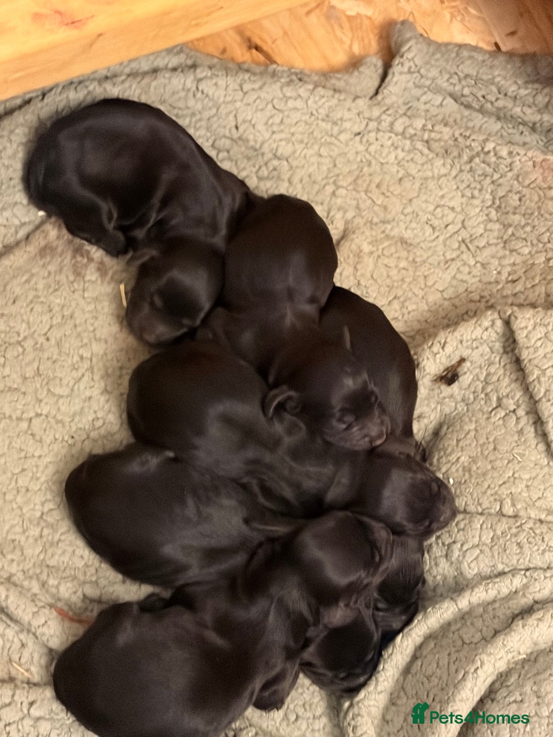 Cocker Spaniel dogs for sale: 6 Working Cocker pups KC registered - Advert 5