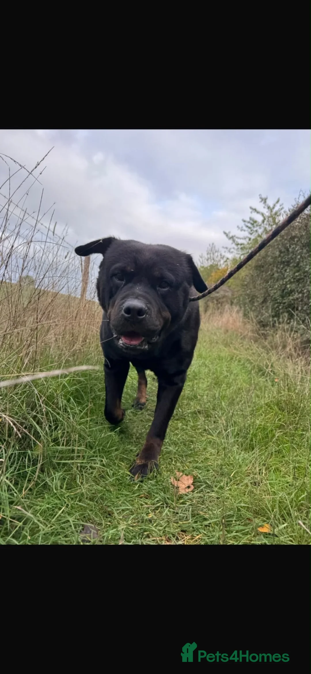 Rottweiler dogs for sale: Our lovely Luna is looking for her forever home - Advert 2