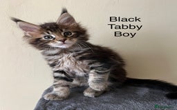 Maine Coon cats for sale: Pure Bred Maine Coon Kittens - Image 2
