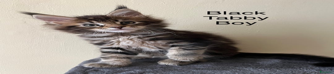 Maine Coon Kitten 1