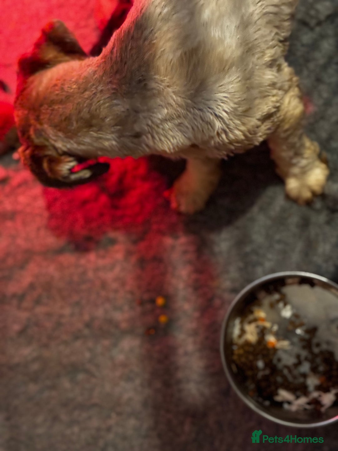 Lhasa Apso dogs for sale: Lhasa apso puppies - Image 3