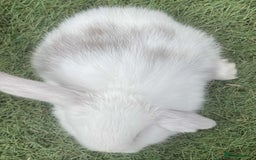 Mini Lop rabbits for sale: Mini lops for reserve  - Image 8