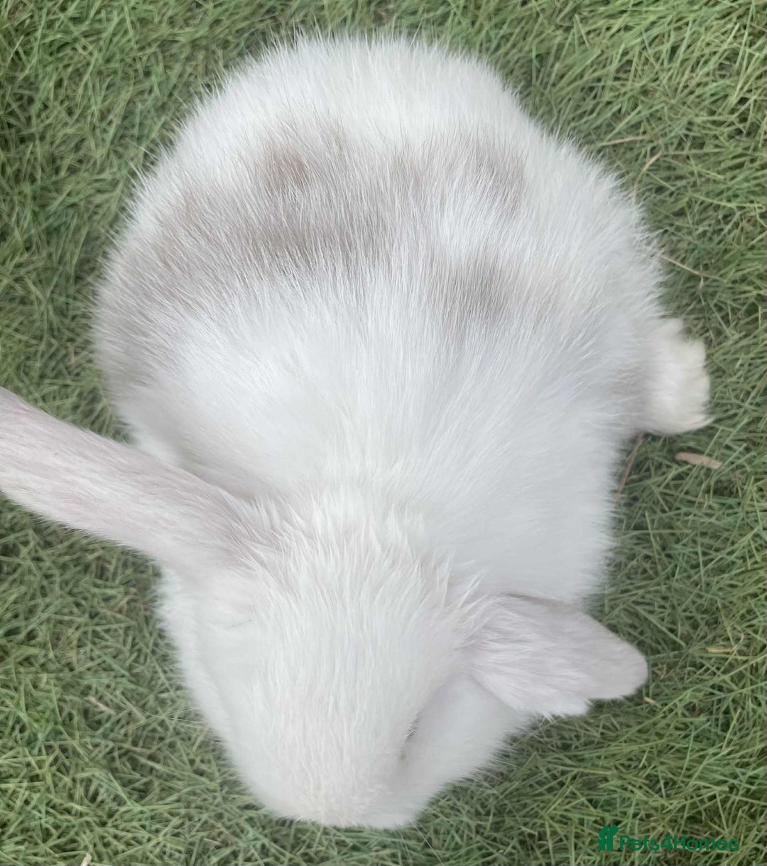 Mini Lop rabbits for sale: Mini lops for reserve  - Image 8