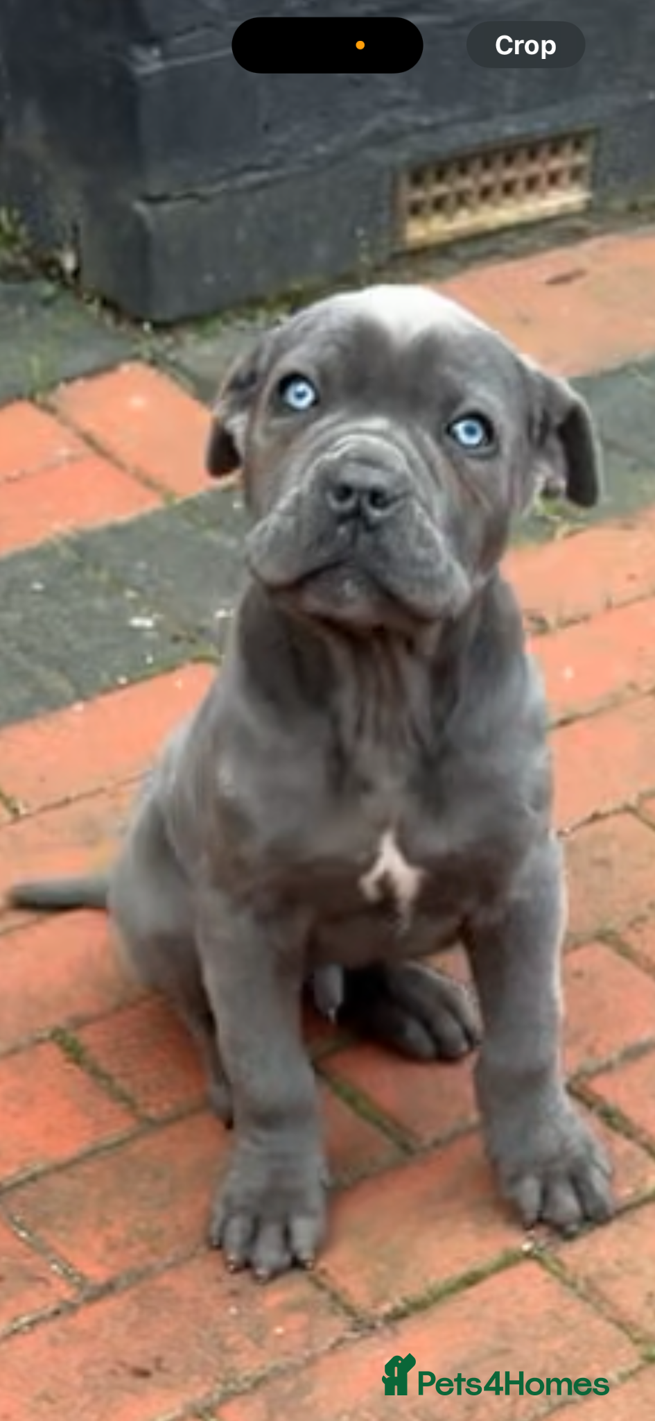 Cane Corso dogs INTERNATIONAL CHAMPION BLOODLINE PUPPIES  - Advert 12