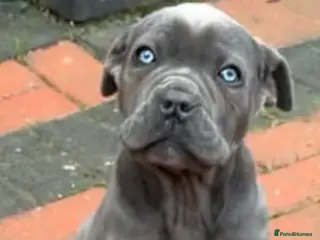 Cane Corso dogs INTERNATIONAL CHAMPION BLOODLINE PUPPIES - Advert 12