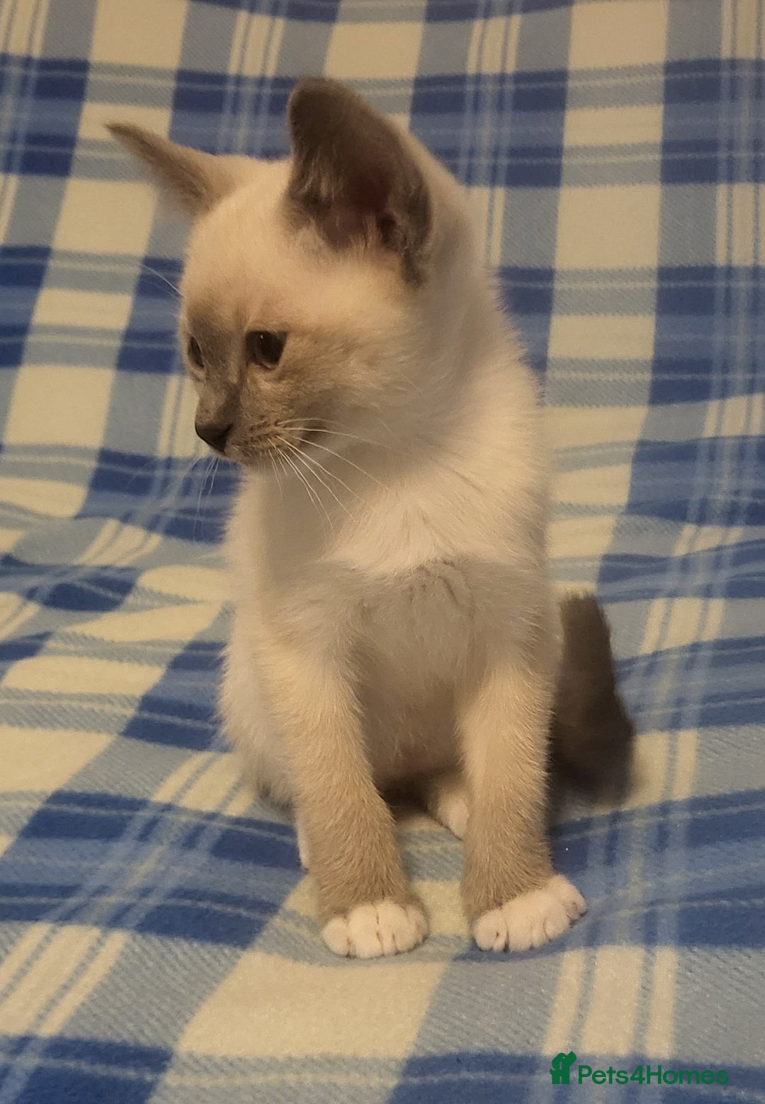 Snowshoe cats for sale: Rare Pedigree Snowshoe Kittens  - Image 21