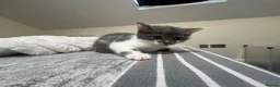 Mixed Breed cats for sale: Kittens for sale (grey girl left) in Honiton - Advert 3