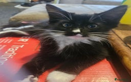 Mixed Breed cats for sale: Mixed kittens - Image 3