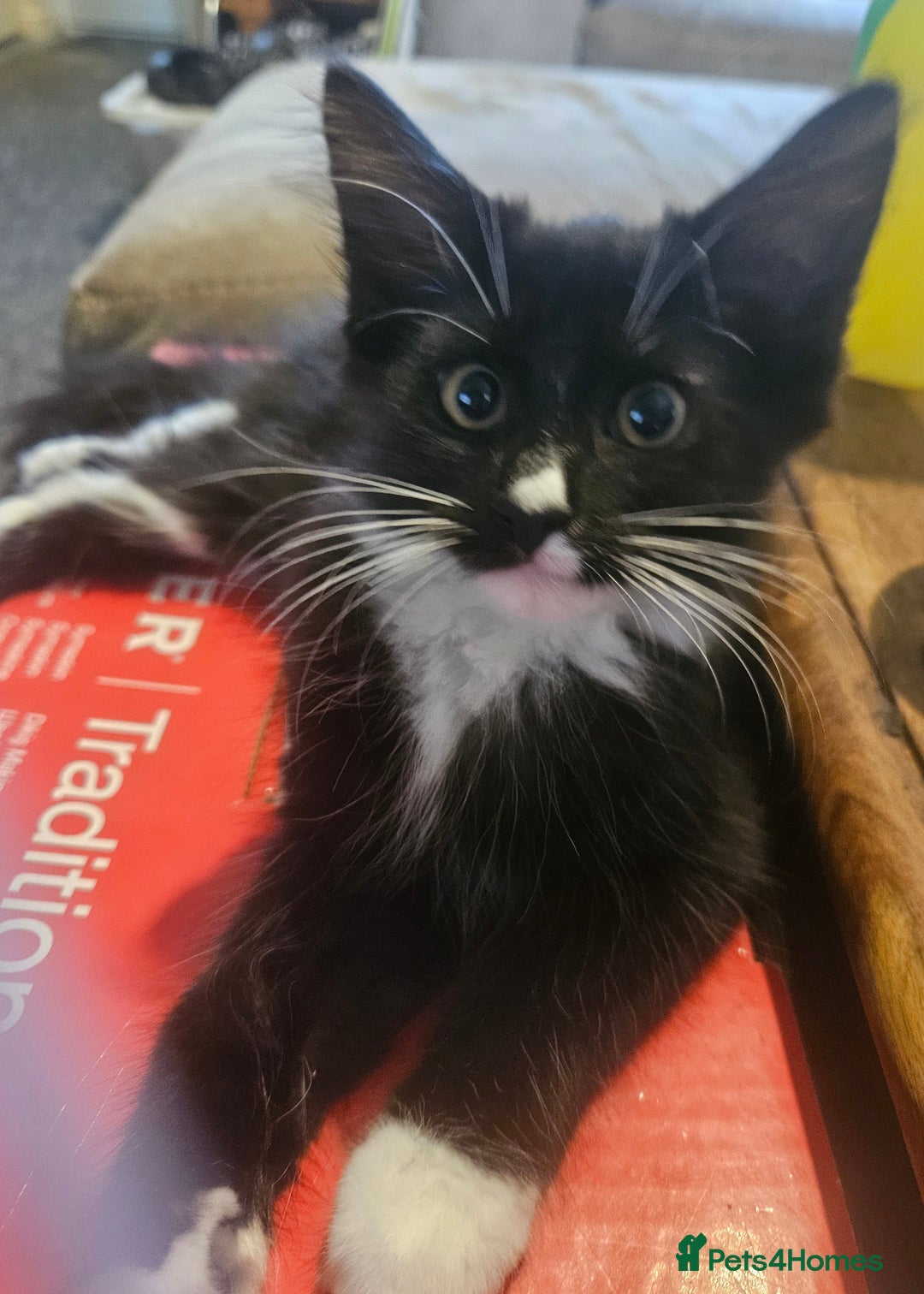 Mixed Breed cats for sale: Mixed kittens - Image 3