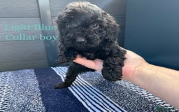 Cockapoo dogs for sale: F1 cockapoo puppies - Image 5