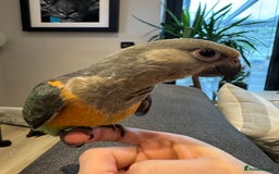 Parrots birds for sale: Baby Hand Reared African Red Bellied Parrot - Image 1