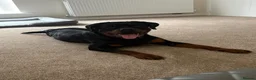 Rottweiler dogs for sale: Female Rottweiler  - Advert 1