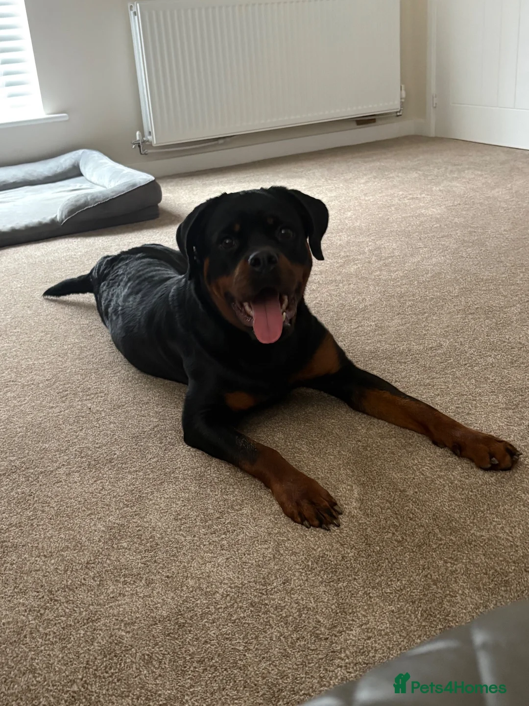 Rottweiler dogs for sale: Female Rottweiler  - Advert 1