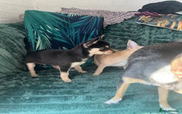 Chihuahua dogs for sale: Stunning chihuahua puppies  - Image 12