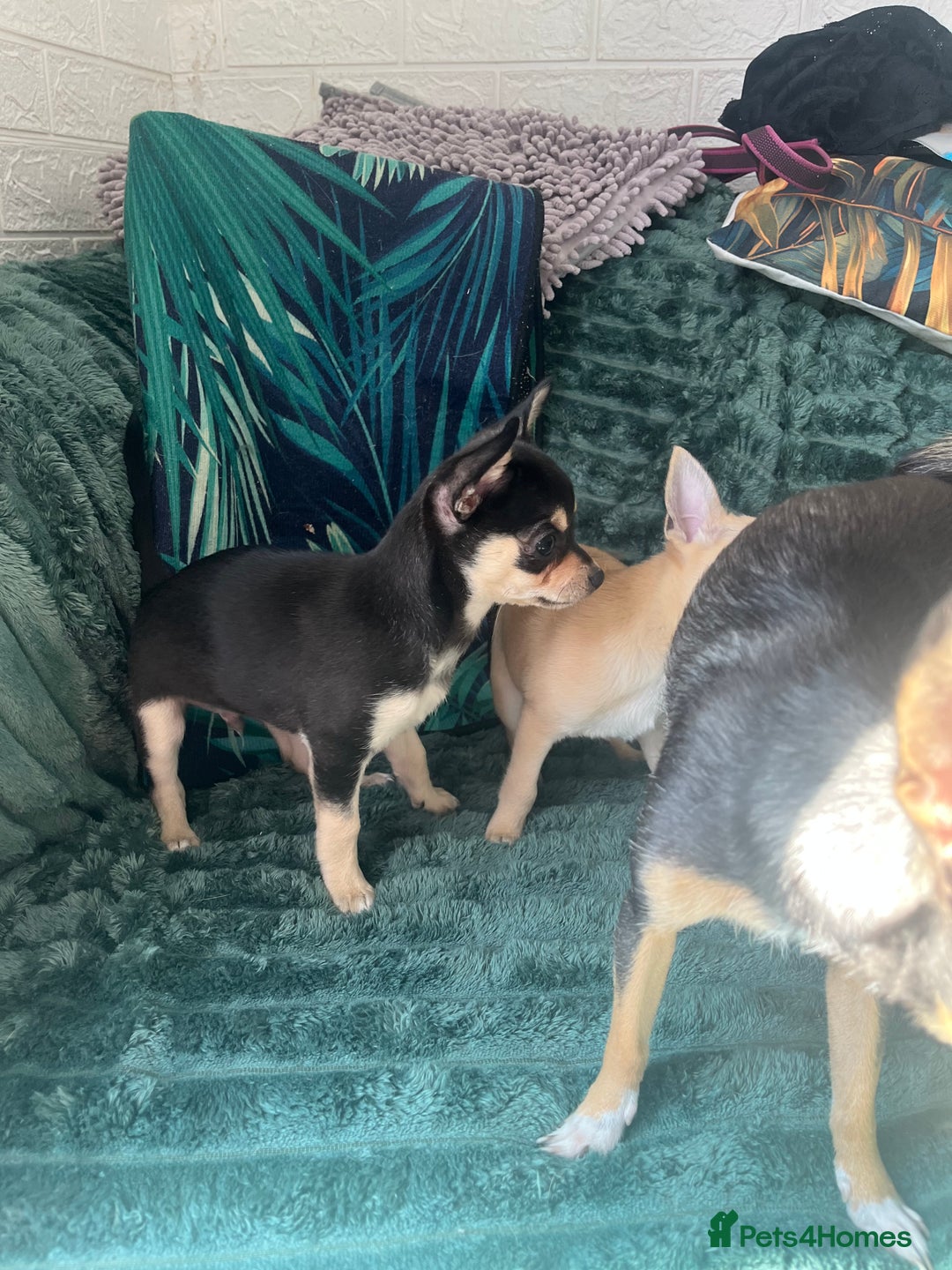 Chihuahua dogs for sale: Stunning chihuahua puppies  - Image 12