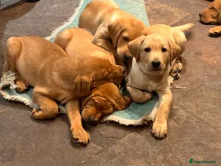 Labrador Retriever dogs 2 Beautiful Male Yellow / Red Fox Labradors - Advert 9