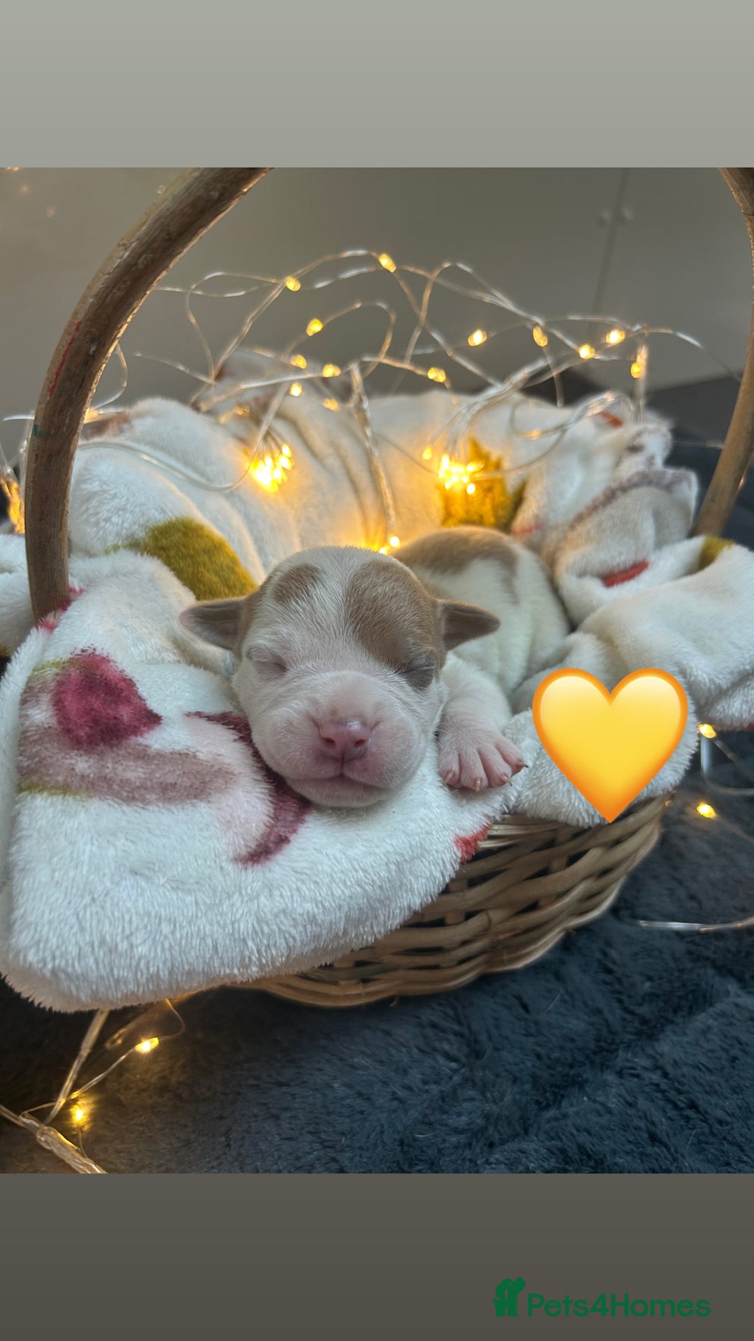Olde English Bulldogge dogs for sale: STUNNING NEBBR OLDE ENGLISH BULLDOGGE PUPPIES in Epping - Image 7