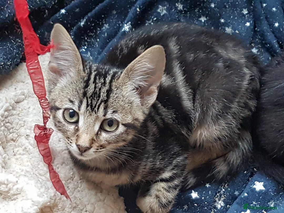 Mixed Breed cats for sale: Gorgeous adorable playful friendly kittens  - Image 8