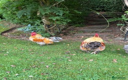 Chickens poultry for sale: 4 VERY HANDSOME HAND REARED SILKY MIX COCKERELS  - Image 12
