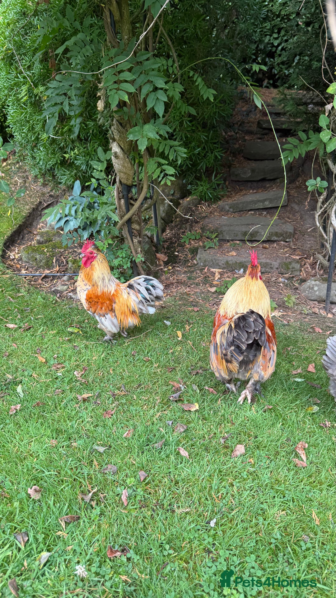 Chickens poultry for sale: 4 VERY HANDSOME HAND REARED SILKY MIX COCKERELS  - Image 12