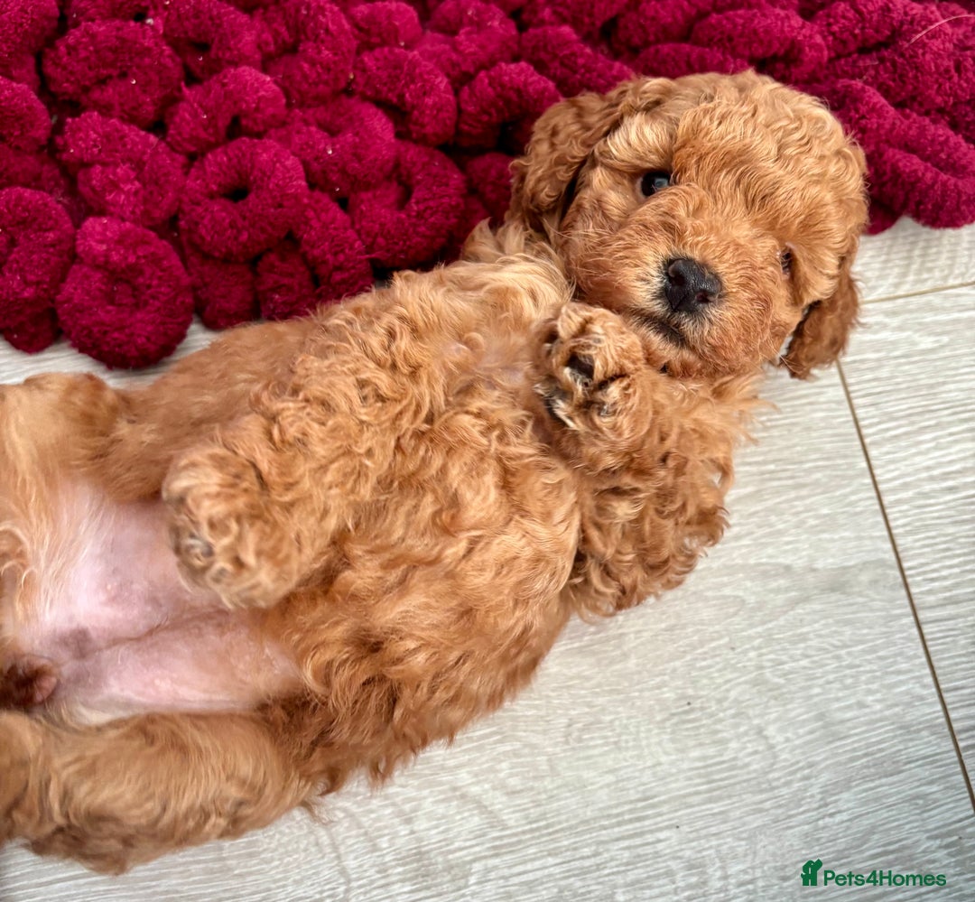 Toy Poodle dogs for sale: KC registered toy poodles - Advert 30