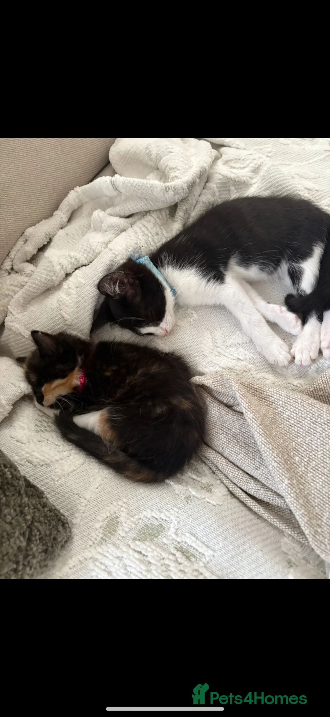 Mixed Breed cats for sale: 2 kittens 1 male, 1 female and all there things - Advert 1