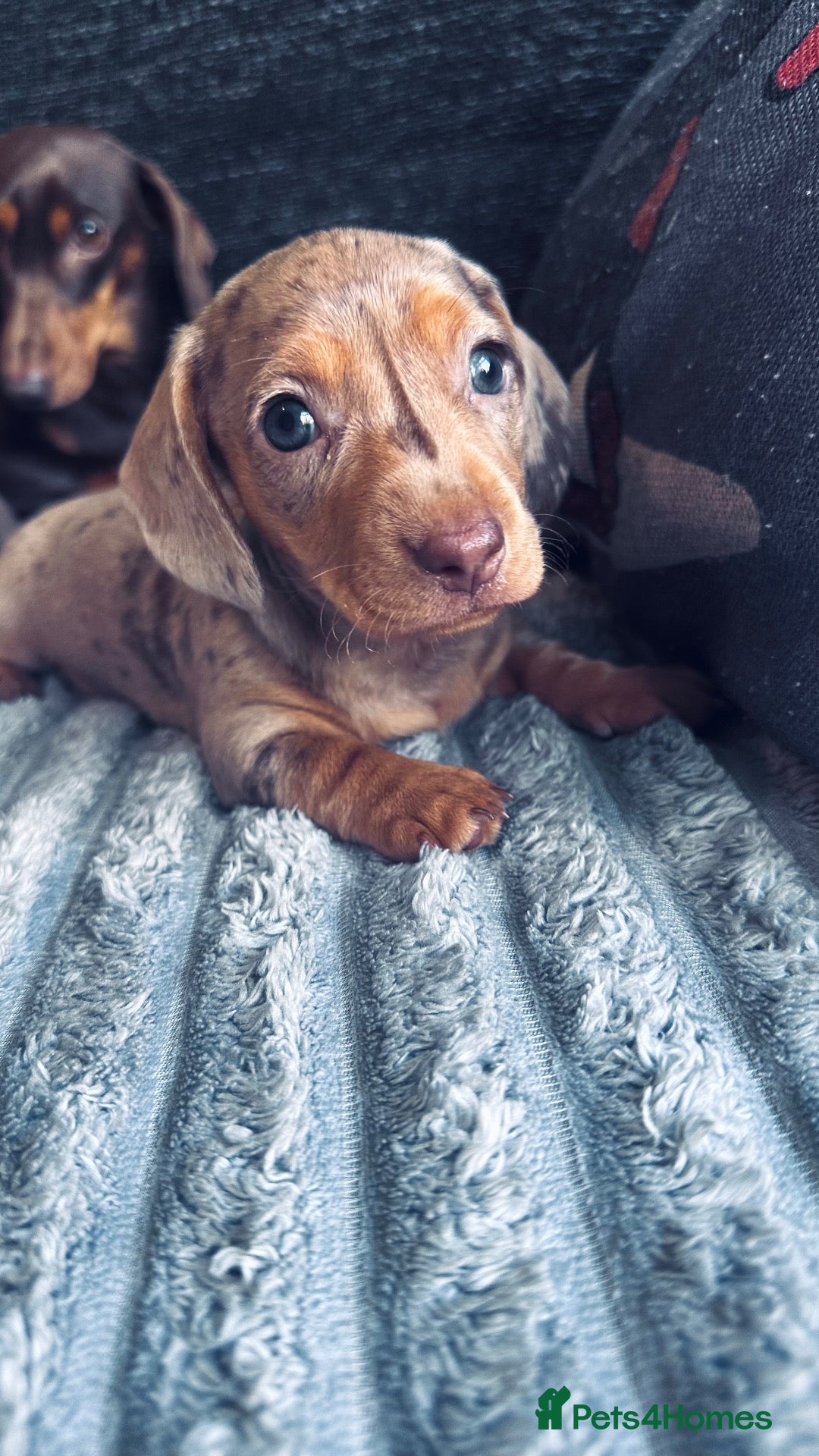 Miniature Dachshund dogs for sale: Kc registered Pra clear miniature - Advert 14