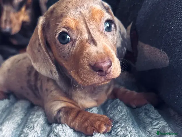 Miniature Dachshund dogs for sale: Kc registered Pra clear miniature - Advert 14