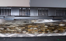 Snails invertebrates for sale: Apple Snails - Image 4