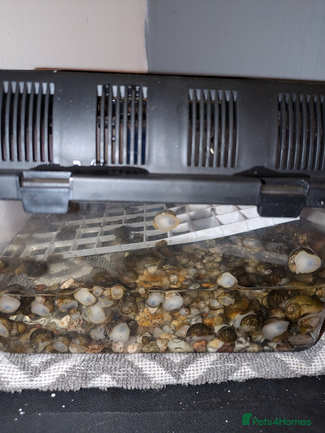 Snails invertebrates for sale: Apple Snails - Image 4