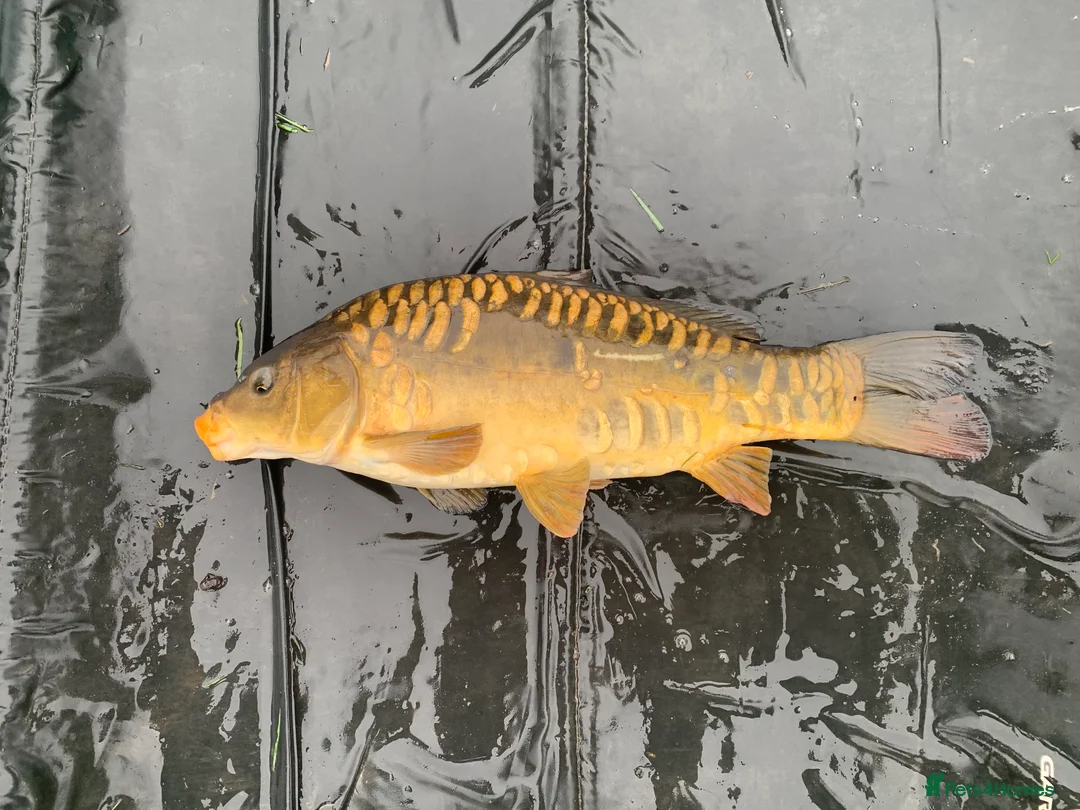 Koi Carp fish for sale: Mirror & Common Carp 10-16 Inches in Northwich - Advert 2