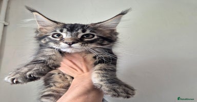 Maine Coon cats - Advert 10