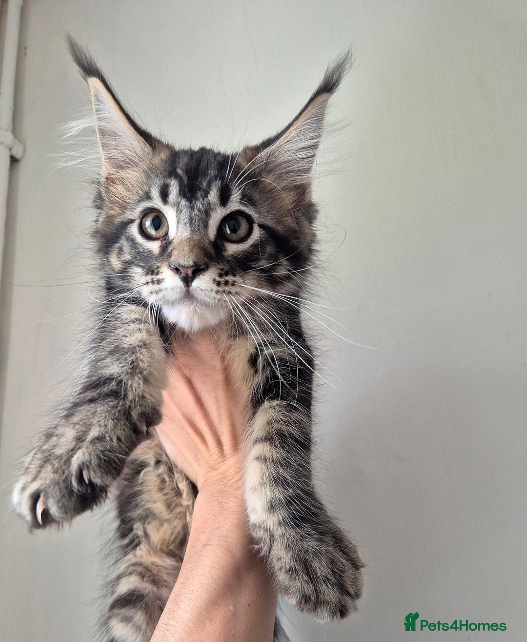 Maine Coon cats for sale: Male Maine Coon  - Image 3