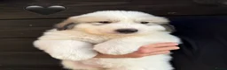 Pyrenean Mountain Dog dogs for sale: ONLY 1 Pyrenean Mountain Dog Puppies left 💙💛💙💛 - Advert 6